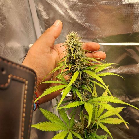 Auto Candy Bubatz XL growlog timeline photo