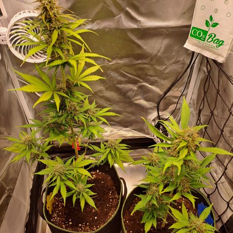 Auto Candy Bubatz XL growlog timeline photo