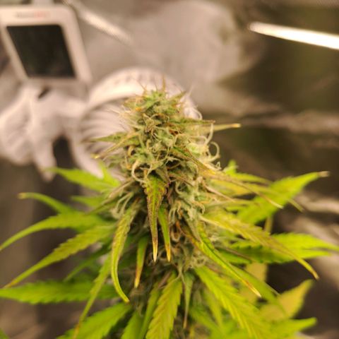Auto Candy Bubatz XL growlog timeline photo
