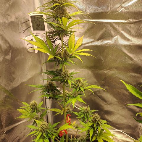 Auto Candy Bubatz XL growlog timeline photo