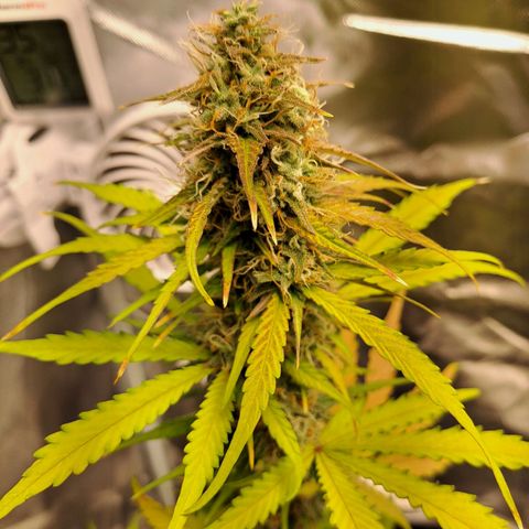 Auto Candy Bubatz XL growlog photo: Letzte Aufnahmen vor der Ernte!! 
Um 22uhr gehen die Lichter aus. 😁