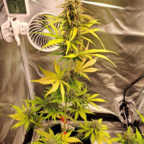Auto Candy Bubatz XL growlog photo: Letzte Aufnahmen vor der Ernte!! 
Um 22uhr gehen die Lichter aus. 😁