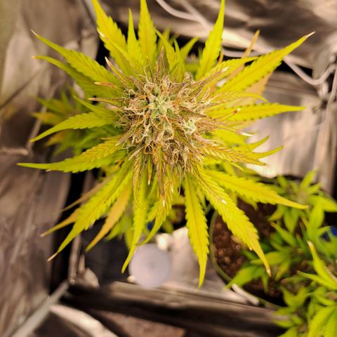 Auto Candy Bubatz XL growlog photo: Letzte Aufnahmen vor der Ernte!! 
Um 22uhr gehen die Lichter aus. 😁