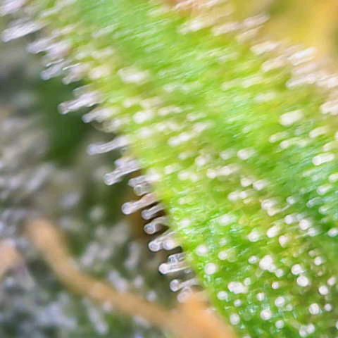 Auto Candy Bubatz XL growlog photo: Letzte Aufnahmen vor der Ernte!! 
Um 22uhr gehen die Lichter aus. 😁