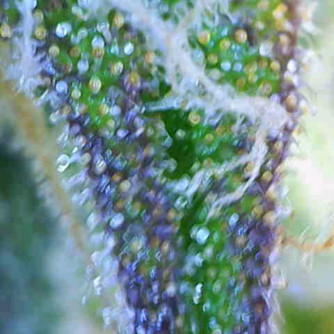Auto Candy Bubatz XL growlog photo: Letzte Aufnahmen vor der Ernte!! 
Um 22uhr gehen die Lichter aus. 😁