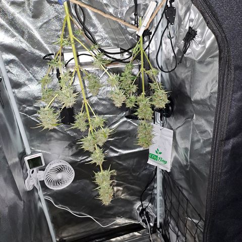 Auto Candy Bubatz XL growlog timeline photo