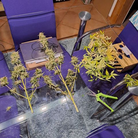 Auto Candy Bubatz XL growlog timeline photo