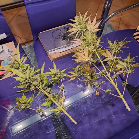 Auto Candy Bubatz XL growlog timeline photo