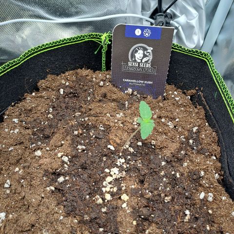 Caramellow Kush growlog timeline photo