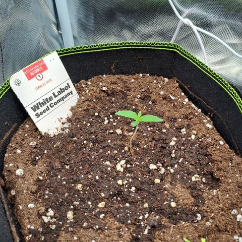 Sweet Tangerine Tango growlog timeline photo