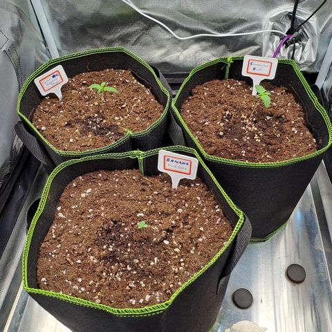 Caramellow Kush growlog timeline photo