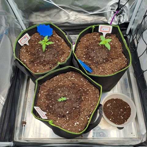 Caramellow Kush growlog timeline photo