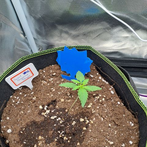 Sweet Tangerine Tango growlog timeline photo