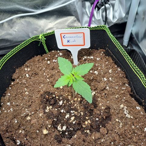 Caramellow Kush growlog timeline photo