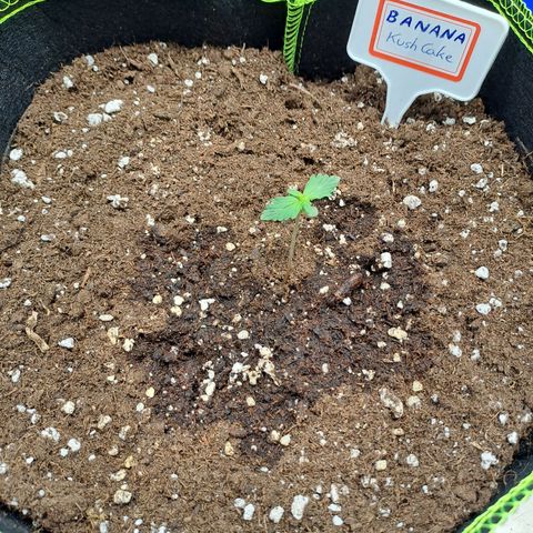Banana Kush Cake  growlog timeline photo
