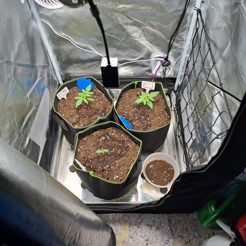 Caramellow Kush growlog timeline photo