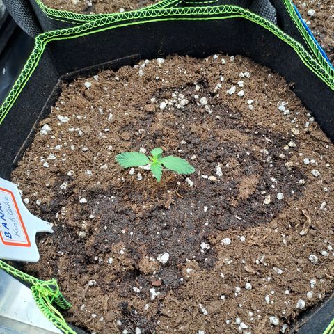 Banana Kush Cake  growlog timeline photo