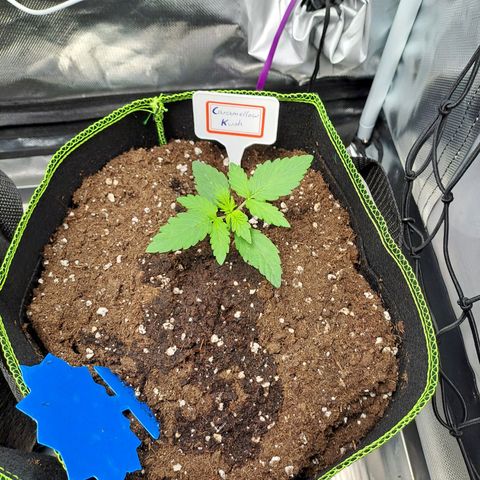 Caramellow Kush growlog timeline photo