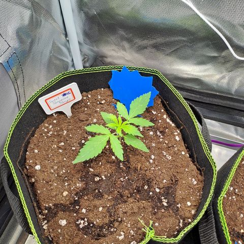 Sweet Tangerine Tango growlog timeline photo