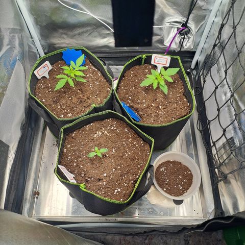 Caramellow Kush growlog timeline photo