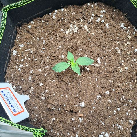 Banana Kush Cake  growlog timeline photo