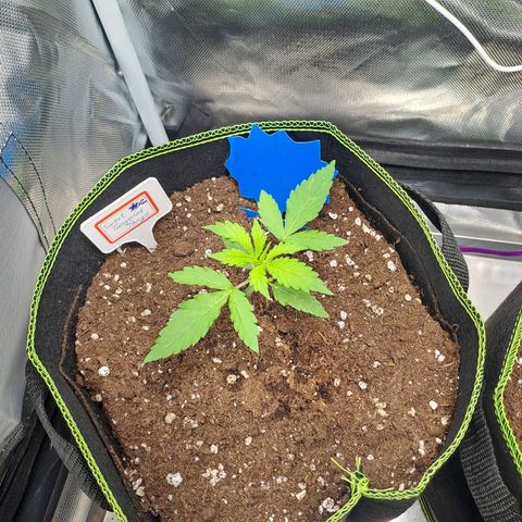 Sweet Tangerine Tango growlog timeline photo