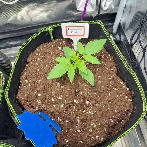 Caramellow Kush growlog timeline photo