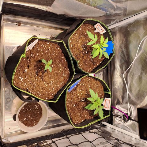 Caramellow Kush growlog timeline photo