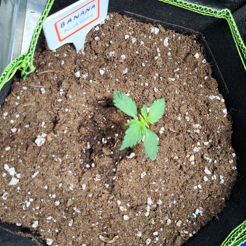 Banana Kush Cake  growlog timeline photo