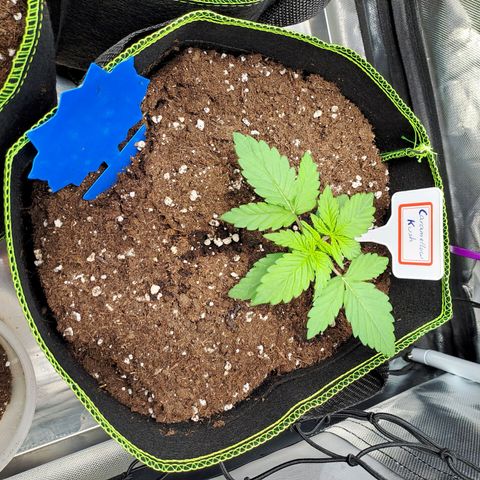 Caramellow Kush growlog timeline photo