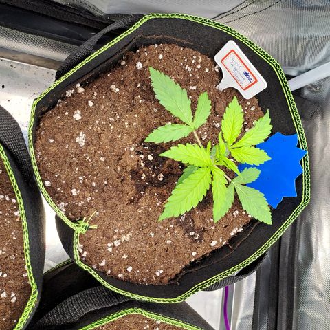 Sweet Tangerine Tango growlog timeline photo