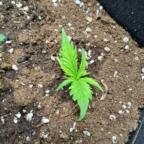 Sweet Tangerine Tango growlog timeline photo