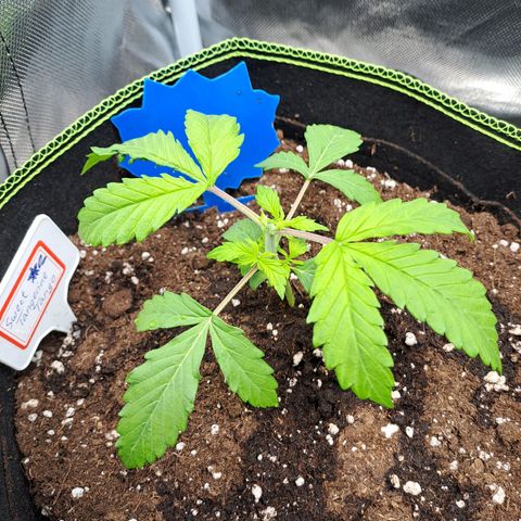 Sweet Tangerine Tango growlog timeline photo