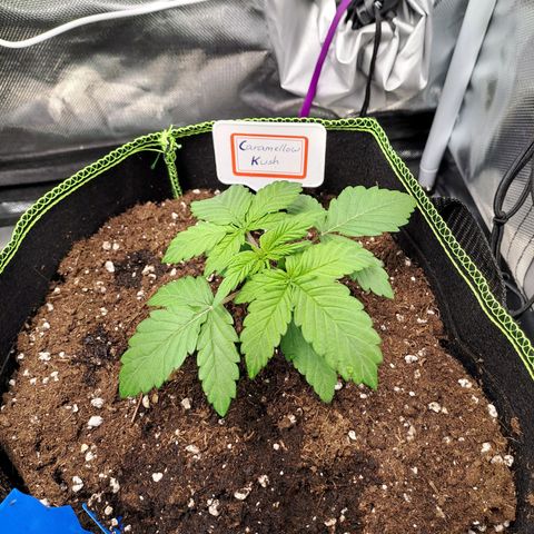 Caramellow Kush growlog timeline photo