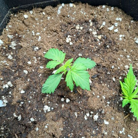 Banana Kush Cake  growlog timeline photo