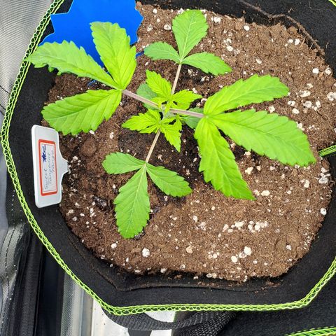 Sweet Tangerine Tango growlog timeline photo