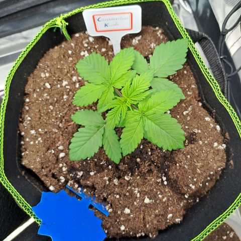 Caramellow Kush growlog timeline photo