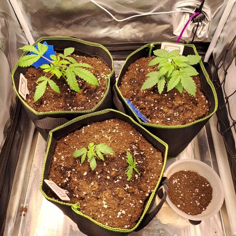 Caramellow Kush growlog photo: Es wird langsam ☺️❤️