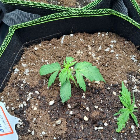 Banana Kush Cake  growlog timeline photo