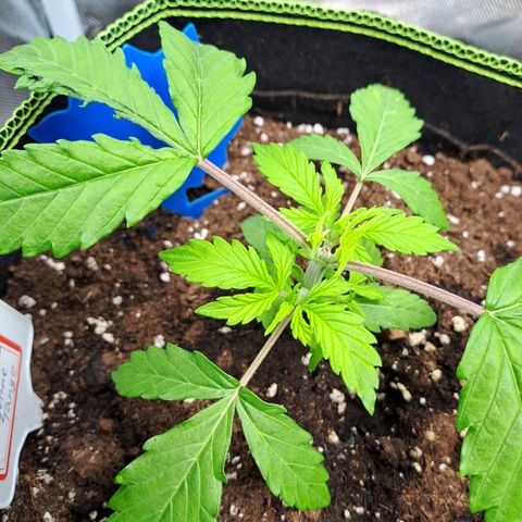 Sweet Tangerine Tango growlog photo: Sie erholt sich relativ zügig vom Topping, bin gespannt ob der Zeitpunkt des Experiments gepasst hat. 
