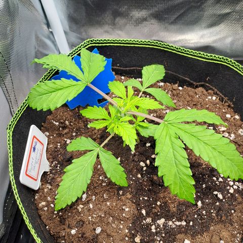 Sweet Tangerine Tango growlog photo: Sie erholt sich relativ zügig vom Topping, bin gespannt ob der Zeitpunkt des Experiments gepasst hat. 