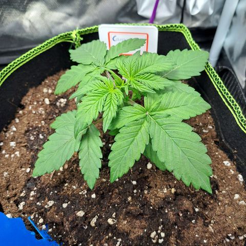 Caramellow Kush growlog photo: Absoluter Hingucker im Zelt ❤️