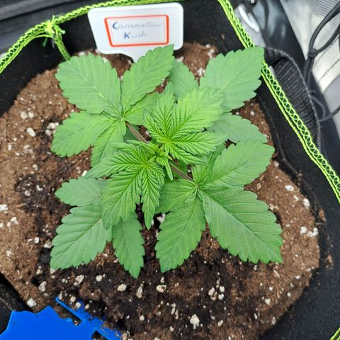Caramellow Kush growlog photo: Absoluter Hingucker im Zelt ❤️