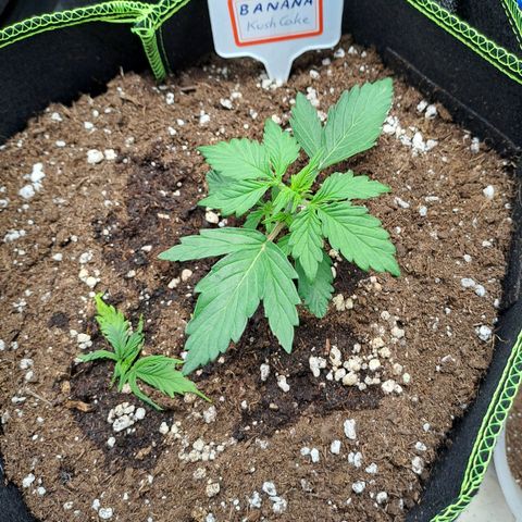 Banana Kush Cake  growlog timeline photo