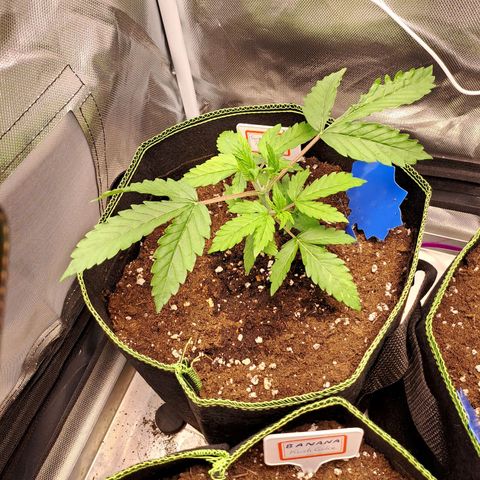 Sweet Tangerine Tango growlog timeline photo