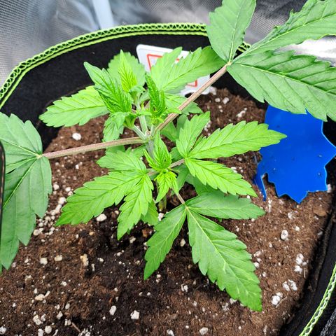 Sweet Tangerine Tango growlog timeline photo