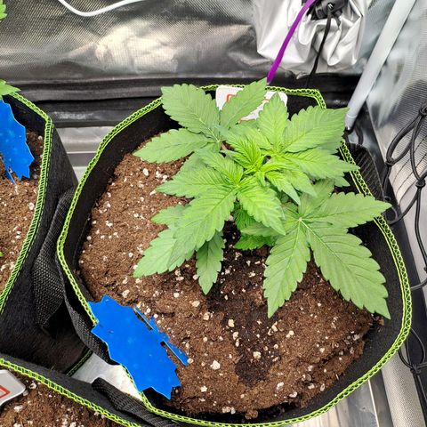 Caramellow Kush growlog timeline photo