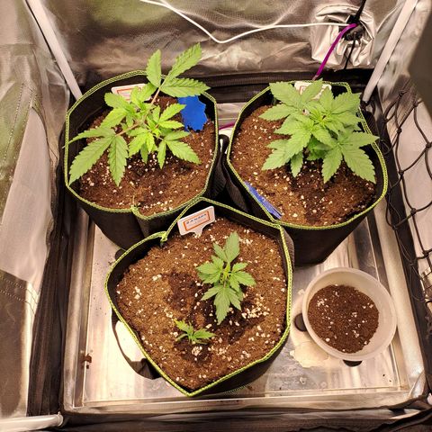 Caramellow Kush growlog timeline photo