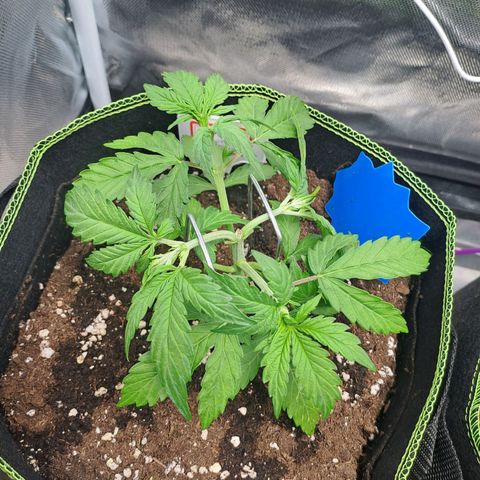 Sweet Tangerine Tango growlog timeline photo