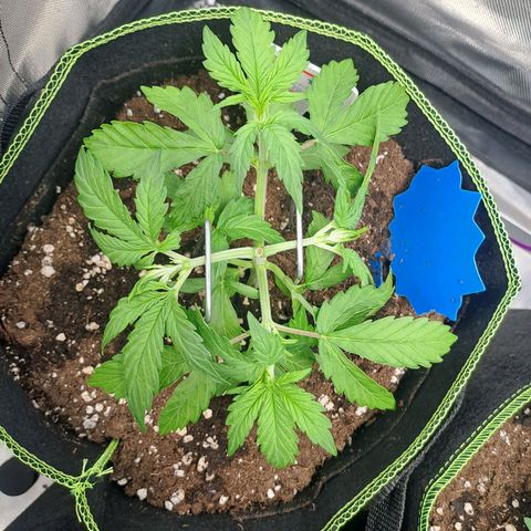 Sweet Tangerine Tango growlog timeline photo